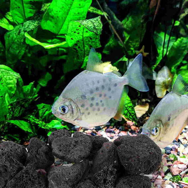 1 Pack Natural Volcanic Rocks Aquarium Fish Tank Decorations Lava Stones for Potted Plants rocks for potted plants